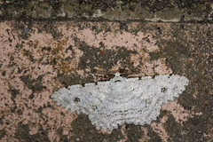 Lassaba parvalbidaria