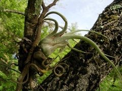 Tillandsia caput-medusae