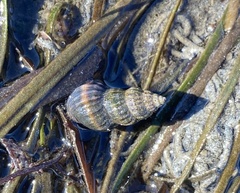 Nassarius fraterculus