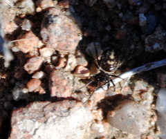 Steatoda ancorata
