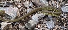 Gerrhonotus infernalis