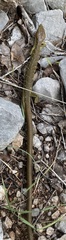 Gerrhonotus infernalis