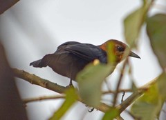 Quiscalus mexicanus
