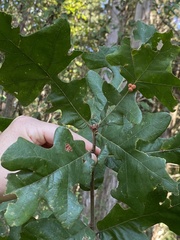 Atrusca carolina