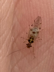 Teliapsocus conterminus