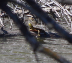 Chrysemys picta bellii