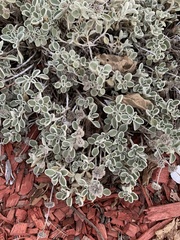 Marrubium rotundifolium