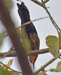 Quiscalus mexicanus