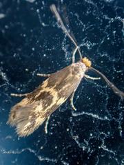 Oinophila v-flava