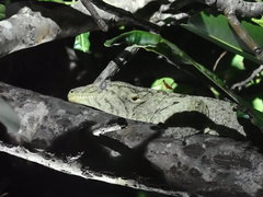Rhacodactylus leachianus