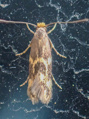 Oinophila v-flava