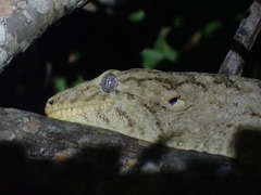Rhacodactylus leachianus