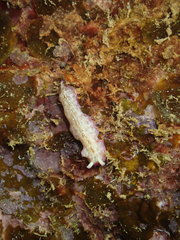 Pseudoceros goslineri