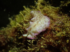 Pseudoceros goslineri