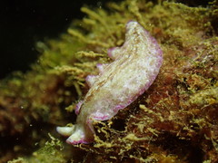 Pseudoceros goslineri
