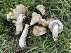 Leucoagaricus barssii