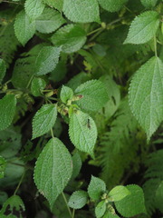 Boehmeria pilosiuscula