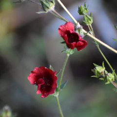 Potentilla thurberi