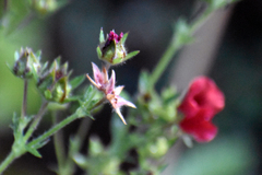 Potentilla thurberi