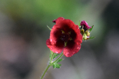 Potentilla thurberi