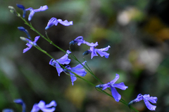 Lobelia fenestralis