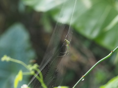 Leucauge blanda