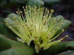 Xanthostemon macrophyllus