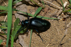 Meloe proscarabaeus