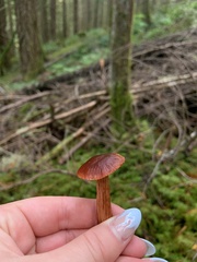Cortinarius smithii