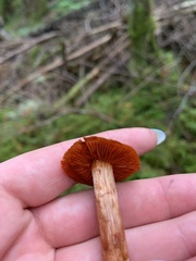 Cortinarius smithii
