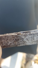 Agroiconota bivittata