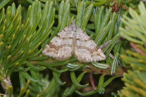 Manchester Treble-bar Moth photo 3