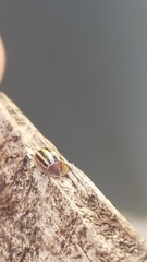 Agroiconota bivittata