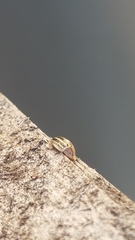 Agroiconota bivittata