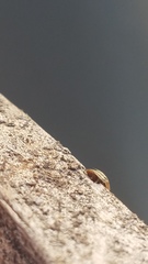 Agroiconota bivittata