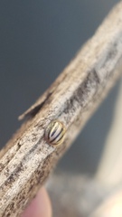 Agroiconota bivittata