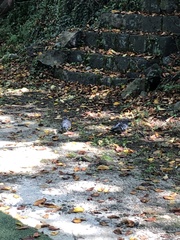 Columba livia domestica