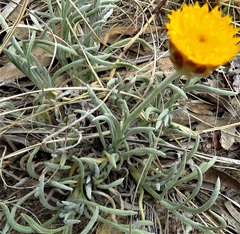 Leucochrysum albicans albicans