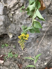 Solidago drummondii