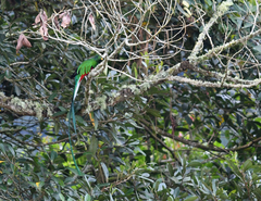 Pharomachrus mocinno costaricensis