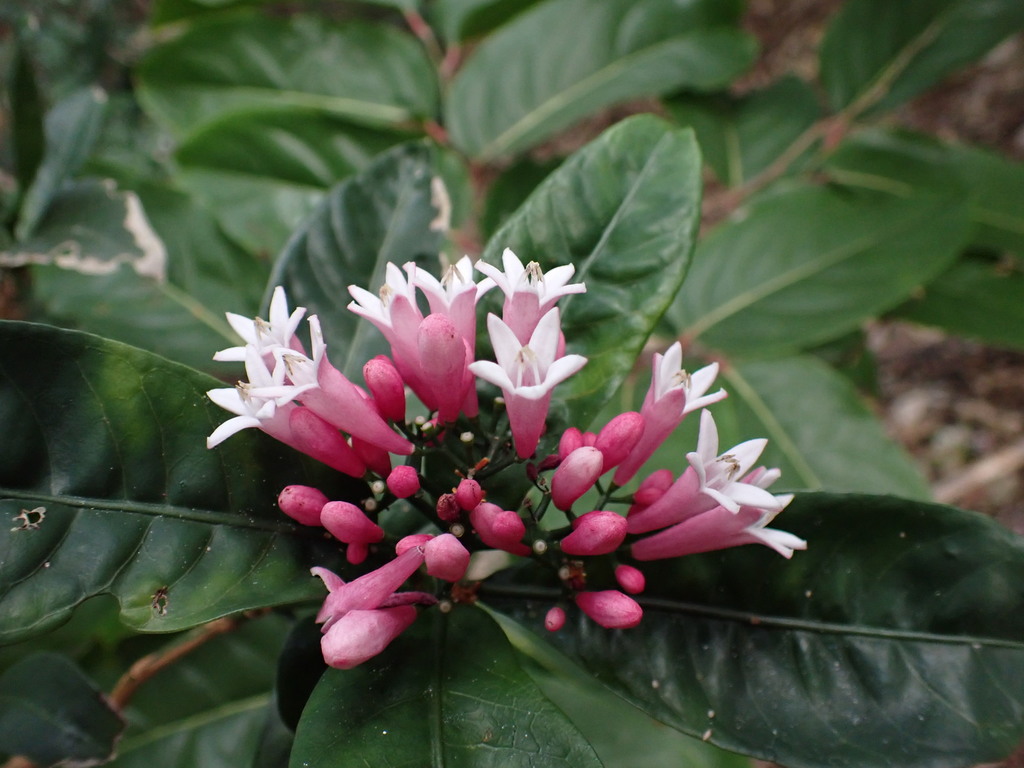 Psychotria gabriellae