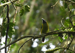 Aulacorhynchus prasinus caeruleogularis