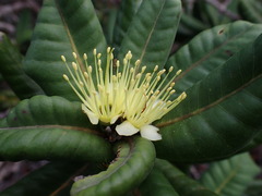 Xanthostemon macrophyllus