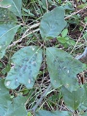 Callirhytis bipapillata