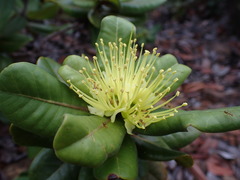 Xanthostemon macrophyllus