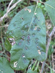Callirhytis bipapillata