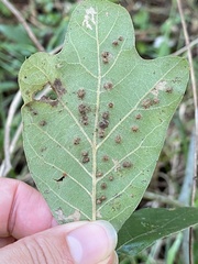 Callirhytis bipapillata