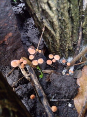 Marasmius spegazzinii