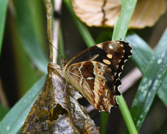 Oxeoschistus euriphyle