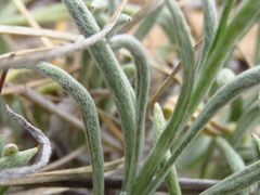 Leucochrysum albicans albicans